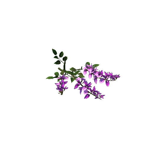 Flower_Erythrina crista-galli4